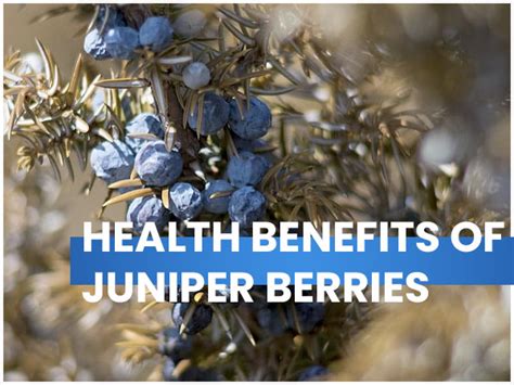 6 Lesser Known Health Benefits Of Juniper Berries