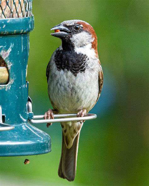 Backyard Birds Flickr