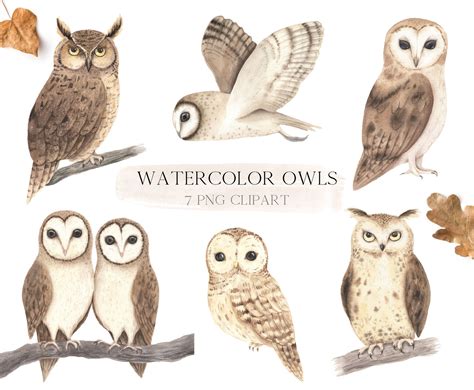 Woodland Owl Clipart Watercolor Forest Bird Nursery Art Etsy