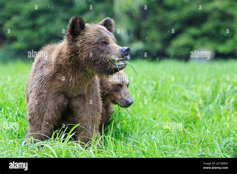 Canada Khutzeymateen Grizzly Bear Sanctuary Grizzly Bears Eating