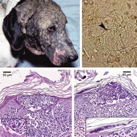 Superficial Pustular Dermatophytosis In Dogs This Dog Exhibited Facial
