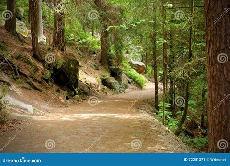 Empty Mountain Trail In Green Forest Stock Image Image Of Landscape