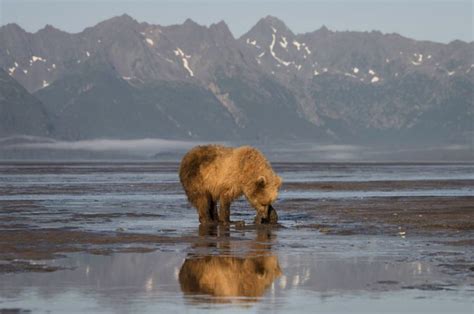 Photographer Reveals The Secrets Of Photographing Brown Bears In Alaska