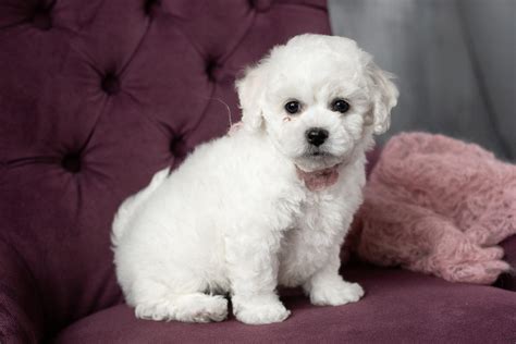 Bichon Frise Colors: Is White Really the Only Option?