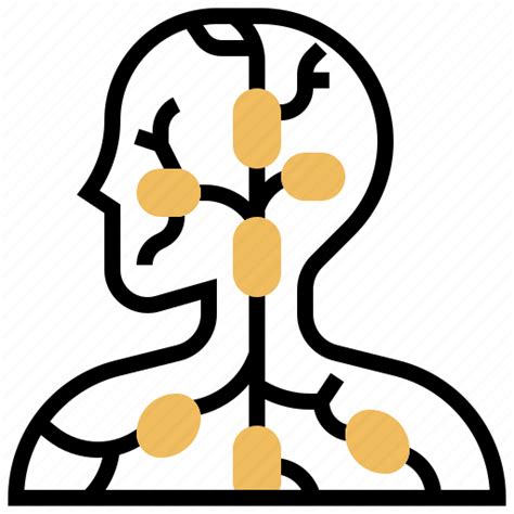 Human Immune Lymph Nodes System Icon Download On Iconfinder