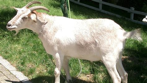Man Accused Of Having Sex With Goat In Georgia