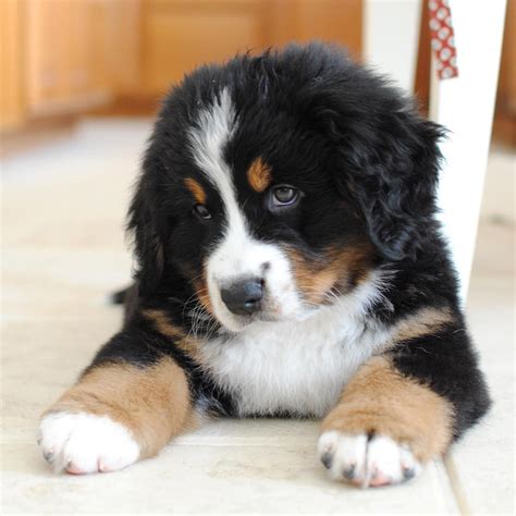 29 Bernese Mountain Dog Puppies Blue Eyes Photo Bleumoonproductions