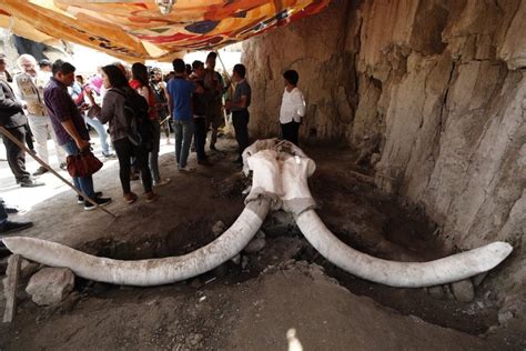los esqueletos de mamut hallados en méxico dan pistas sobre la caza en tiempos prehistóricos