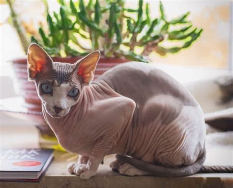 7 Cat Breeds With The Biggest Cutest Ears Universty Of Cats