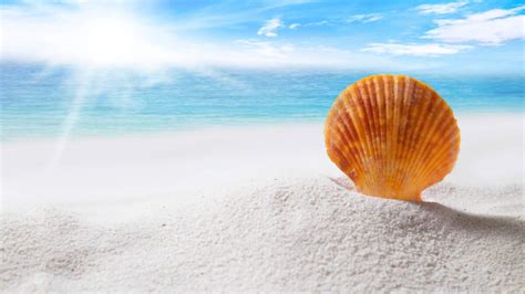 Texas Tourist Who Collected Queen Conch Seashells In Florida Sentenced