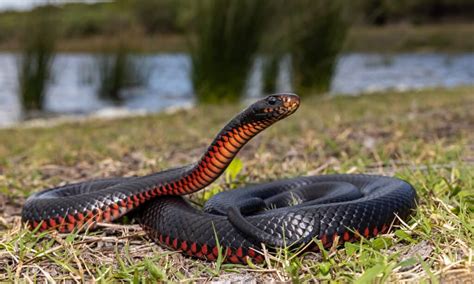 Florida Red Bellied Black Snake What Is It And Is It Venomous