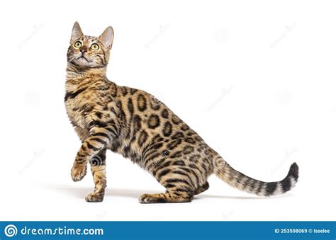 Side View Of A Bengal Cat Pawing Looking Up Isolated Stock Image