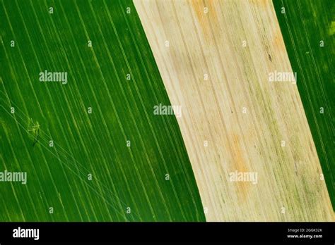 Top View Of A Sown Green And Gray Field In Belarusagriculture In