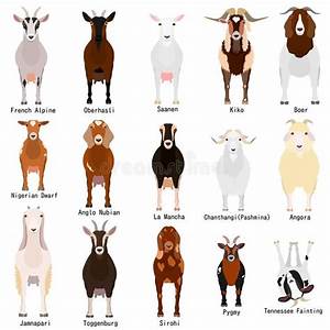 Goats Chart With Breeds Name Stock Vector Illustration Of Collection