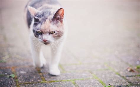 Animals Cat Muzzle Spotty Spotted Stroll Anger Hd Wallpaper Pxfuel