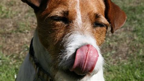 Dog Lick Smacking Behavior Dog Discoveries