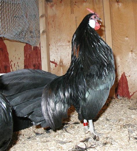 Big Black Cocks Gallery Ebaums World