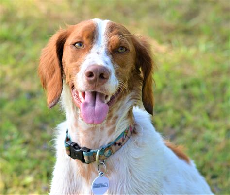 Florida Brittany Rescue Adoptable Brittany Dogs Adoptable Brittany