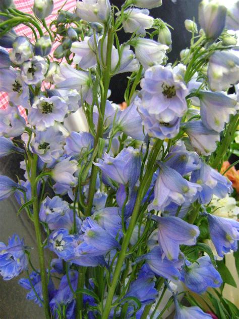 Flowers that bloom in late february. BECOME BLOOM SAVVY One of the few naturally blue flowers ...