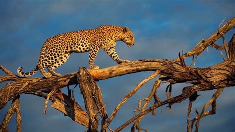 Los Leopardos Del Okavango