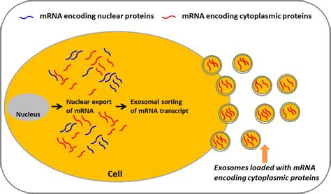 exosomes are predominantly loaded with mrna transcript encoding cytoplasmic proteins and exclude