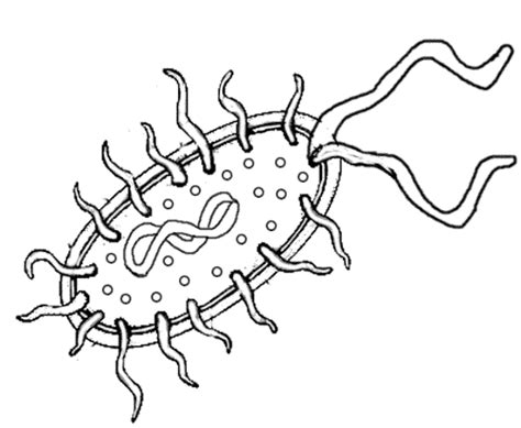 Bacteria Coloring Pages At Free Printable Colorings