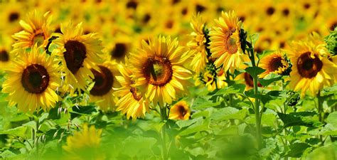 Free Images Nature Blossom Sun Field Meadow Prairie Flower