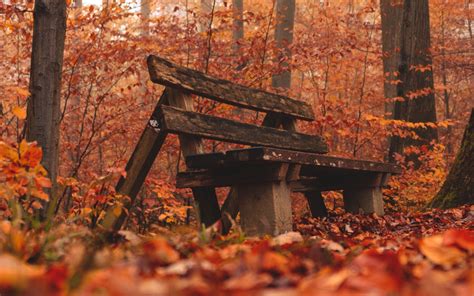 Download Wallpaper 3840x2400 Bench Forest Autumn Nature 4k Ultra Hd