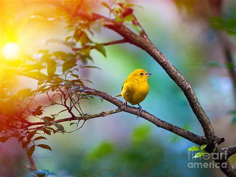Yellow Bird Sitting On A Branch Photograph By Seqoya