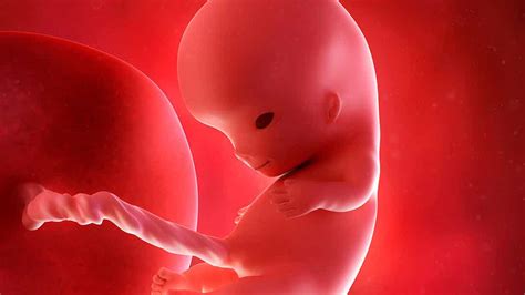 Semana 8 Del Embarazo Síntomas Desarrollo Del Bebé Y Recomendaciones