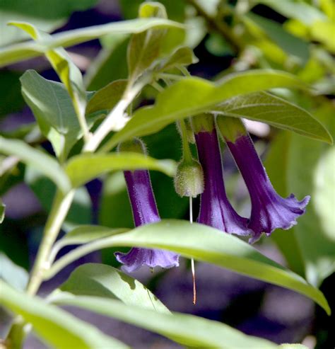 Here is a list of the most common (and maybe not so common) vegetables in the nightshade family. Acnistus arborescens flower