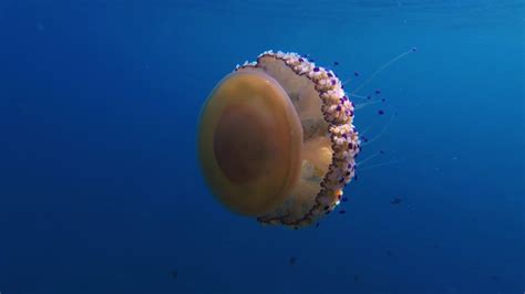 What looks like a fried egg, lives in the ocean and grows up to six. Fried Egg Jellyfish in Thasos - YouTube
