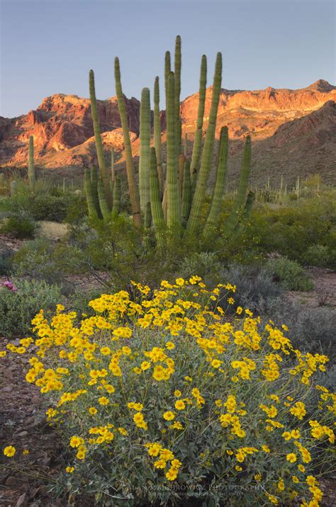 Share on blog post the border wall is destroying what this park was created to protect oct 2019 | by kevin dahl a firsthand account of the devastation at organ pipe cactus national monument in arizona. Organ Pipe Cactus National Monument Arizona - Alan Majchrowicz