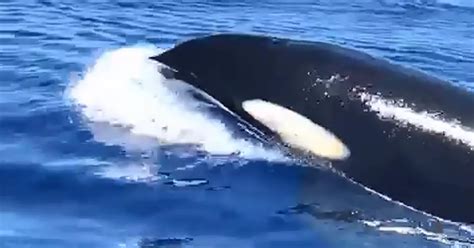 Watch As Killer Whales Swim In Waters In Montego Bay Jamaica Irish