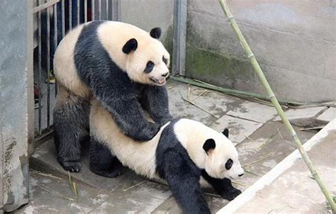 These Happy Pandas Wont Stop Fucking