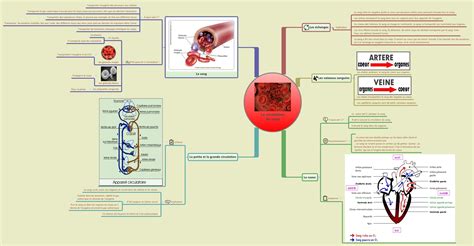 On distingue la petite circulation ou circulation pulmonaire et la grande circulation ou circulation systémique. La circulation du sang , carte mentale | Lettre...
