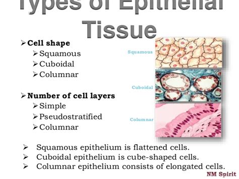 Animal cells vary enormously in shape, size and function but they all have the same basic components. Animal Tissues