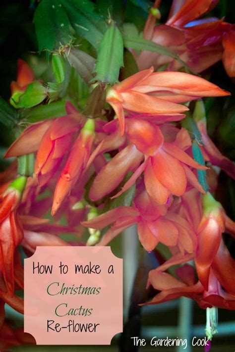 How do i encourage my indoor cactus plant to bloom? Christmas Cactus - How to Get this festive holiday plant ...