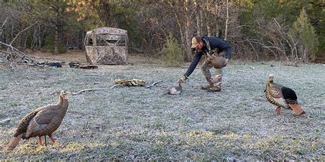 Tips For Archery Wild Turkeys Bowhuntingnet