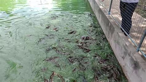 Previous episode ikan keli akar. IKAN KELI AFRIKA TUARAN - YouTube