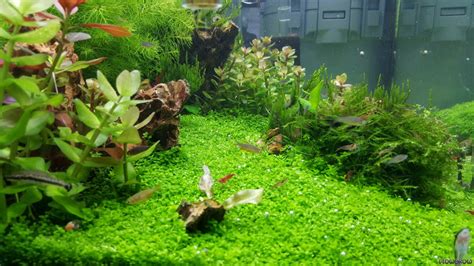 Ohko L Flowgrow Aquascape Aquarium Database