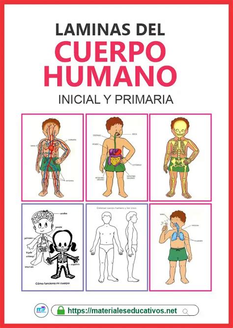 Laminas Y Fichas Del Cuerpo Humano Materiales Educativos