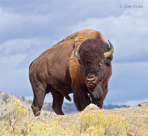 Bull Bison Yellowstone National Park Jim Coda Nature Photography
