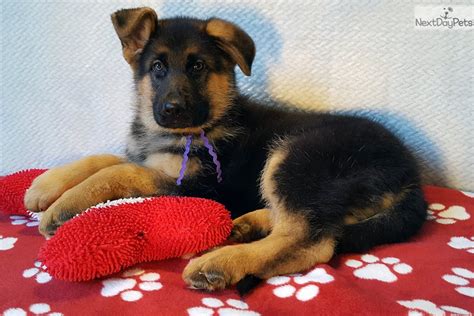 German shepherd puppies for adoption in ohio. Purple Collar : German Shepherd puppy for sale near ...