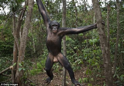 Can You Understand Chimps And Bonobos Daily Mail Online
