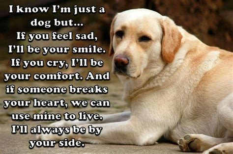 Pin By Courtney Buchanan On Dog Stuff I Love Dogs How Are You