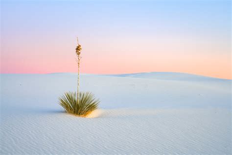 lone yucca plant at sunrise white sands natl park print photos by joseph c filer