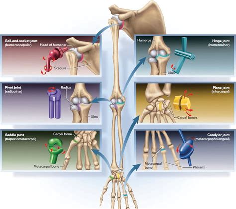 Type Of Joint Found In The Knee And Elbow Synovial