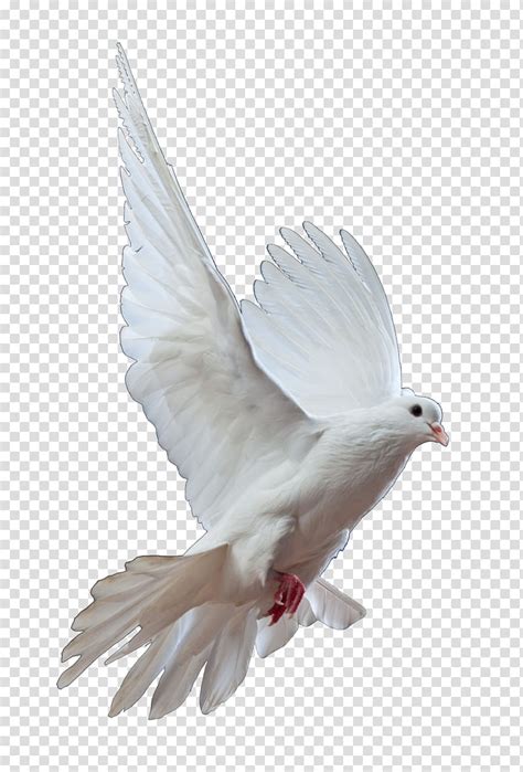 Dove White Pigeon Illustration Transparent Background Png Clipart