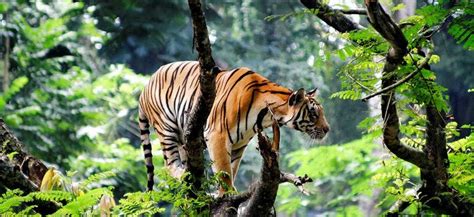 Kerala Wildlife Sanctuaries Wildlife Travel Packages